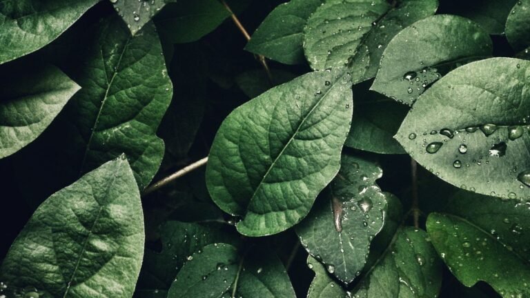 action 4 Preservation